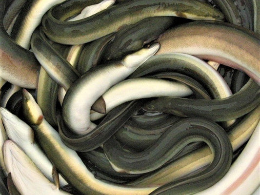 Progetto Lifeel